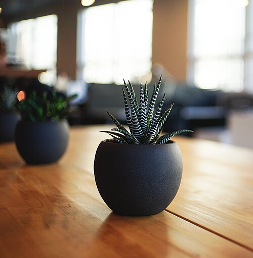 plant on desk